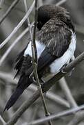 White-rumped Munia