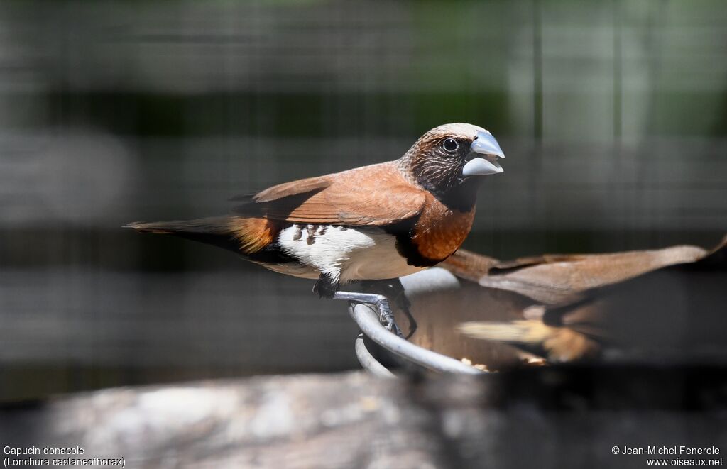 Chestnut-breasted Mannikin