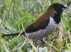 Black-faced Munia