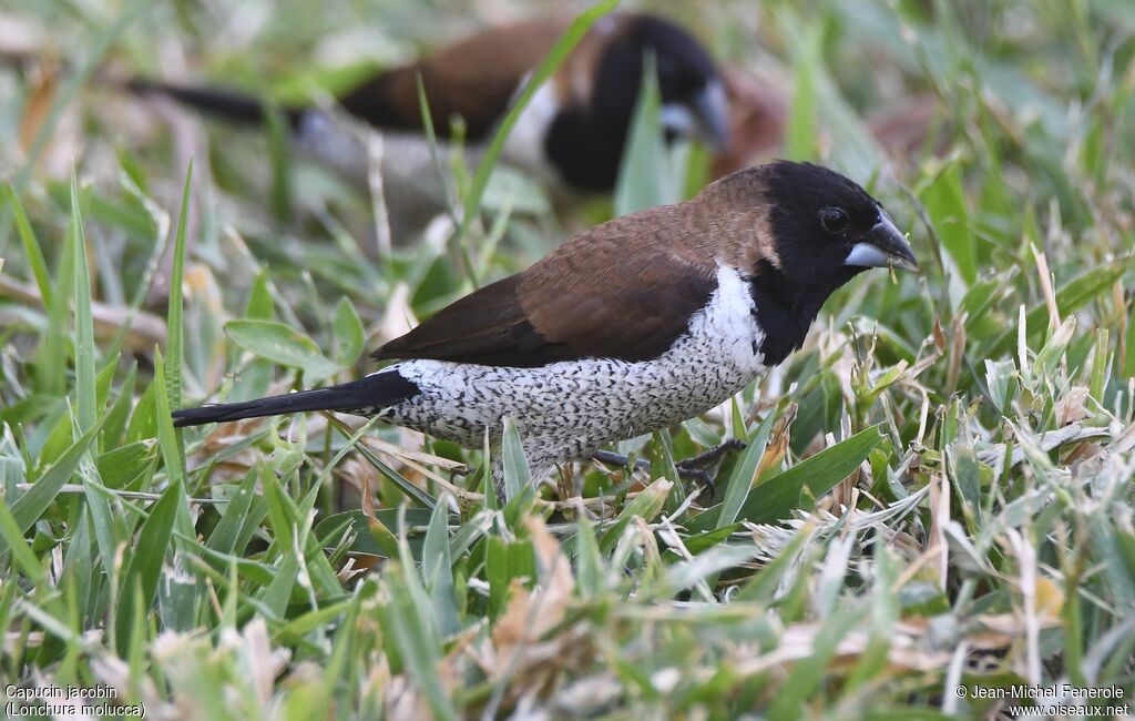 Black-faced Munia