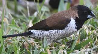 Black-faced Munia