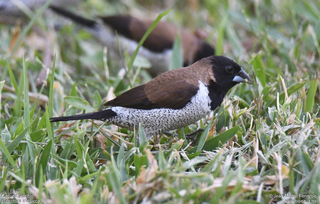 Black-faced Munia