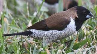 Black-faced Munia