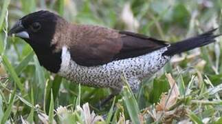 Black-faced Munia