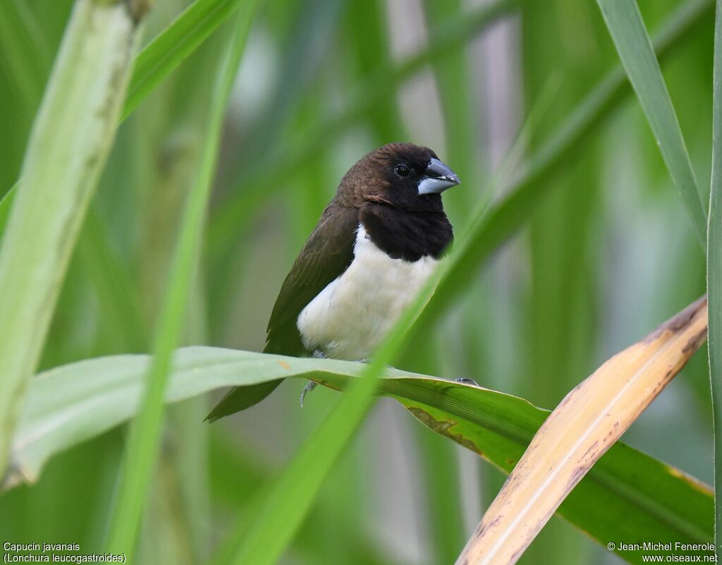 Javan Munia