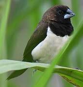 Javan Munia