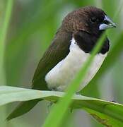 Javan Munia