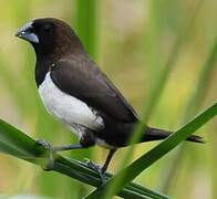 Javan Munia