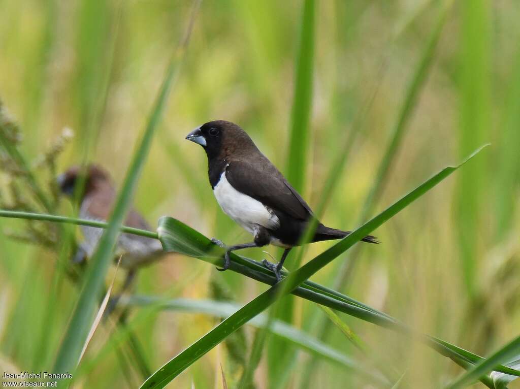 Capucin javanaisadulte, identification