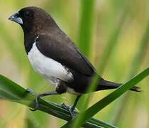 Javan Munia