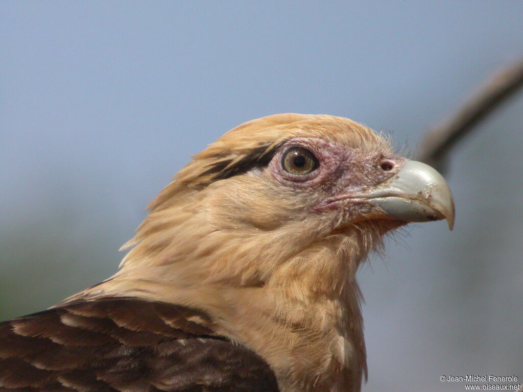 Yellow-headed Caracara