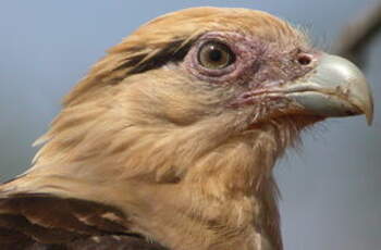 Caracara à tête jaune