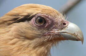 Yellow-headed Caracara