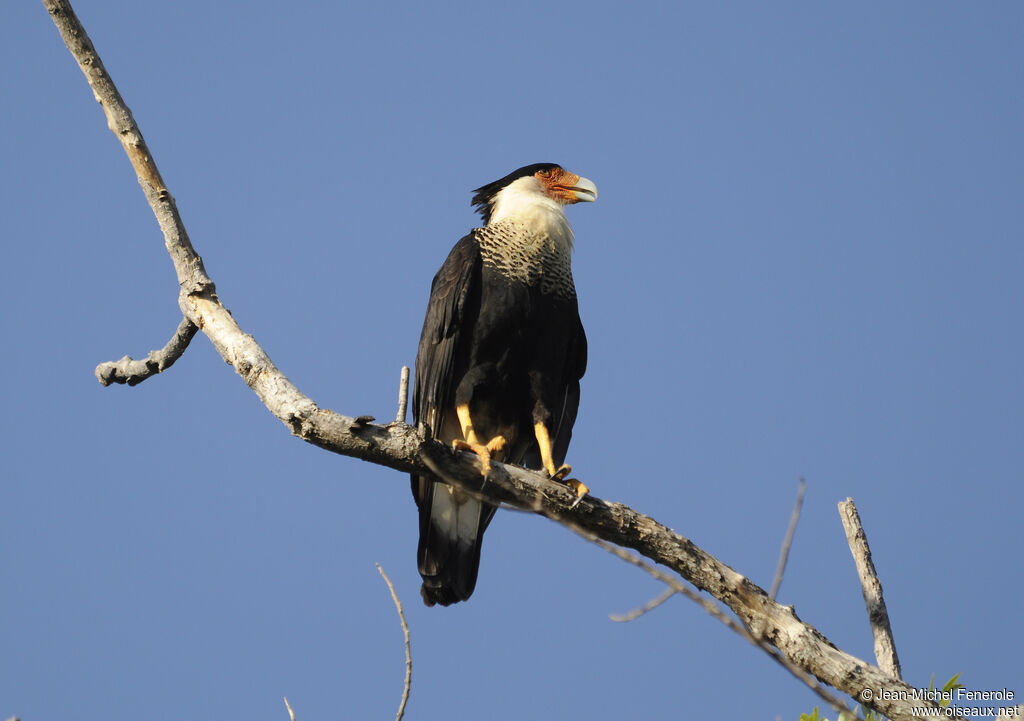 Northern Crested Caracara