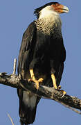 Northern Crested Caracara