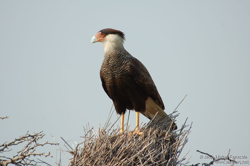 Southern Crested Caracara, identification