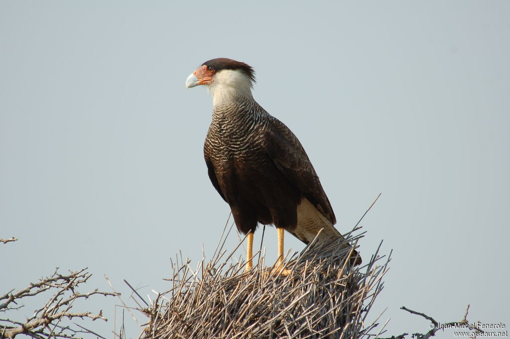 Crested Caracara, identification