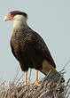 Caracara huppé