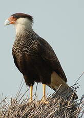 Caracara huppé