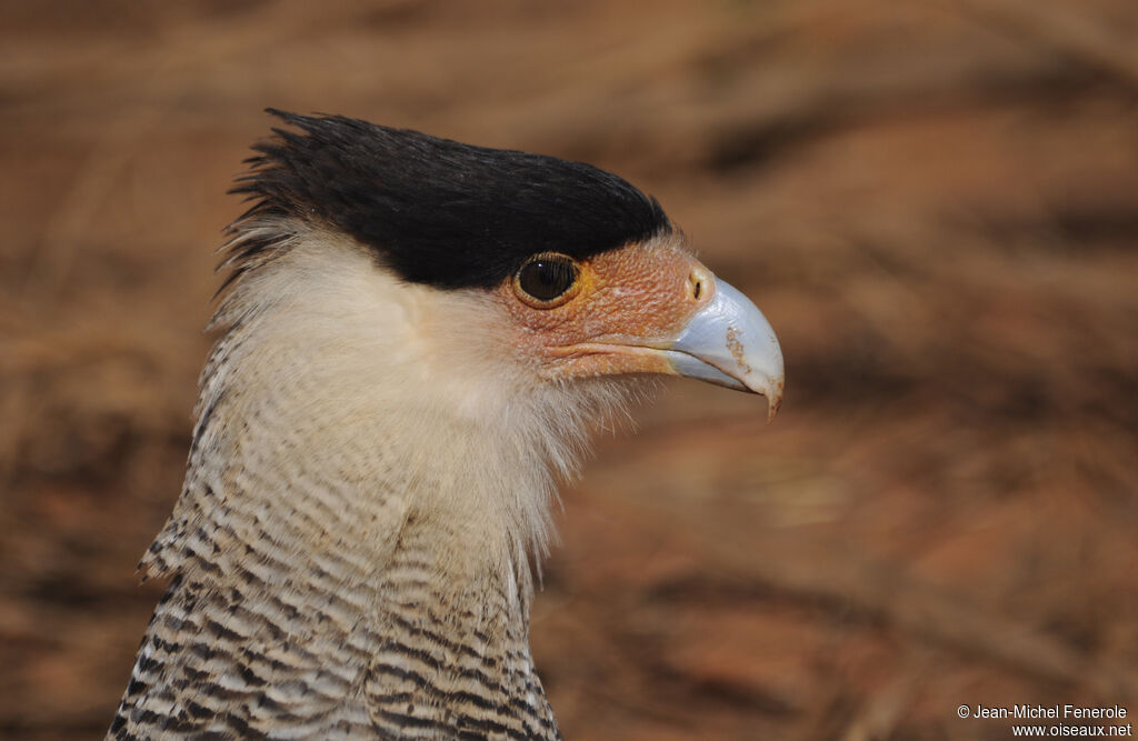 Southern Crested Caracara