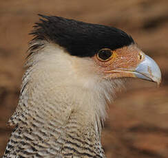 Caracara huppé