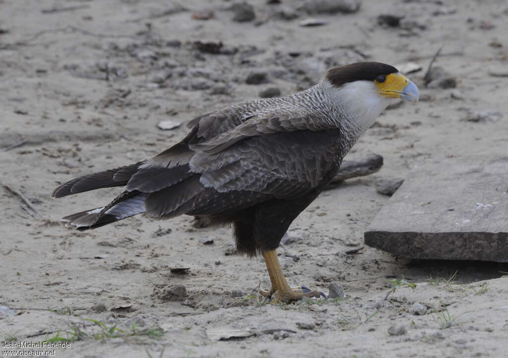 Caracara huppéadulte, identification