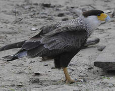 Caracara huppé