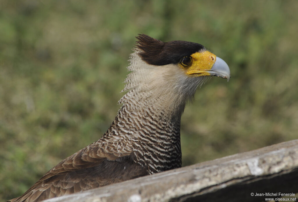 Crested Caracara