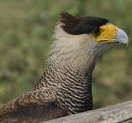 Crested Caracara