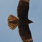 Caracara montagnard