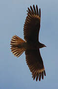 Mountain Caracara