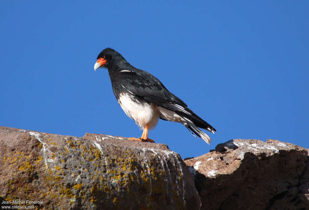 Caracara montagnardadulte, identification