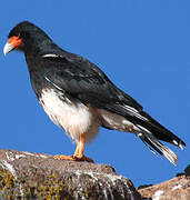 Mountain Caracara