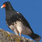 Caracara montagnard