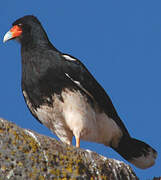 Mountain Caracara