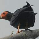 Caracara noir