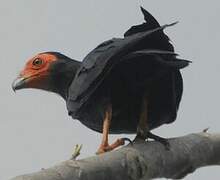 Black Caracara