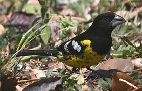 Black-backed Grosbeak