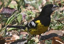 Black-backed Grosbeak