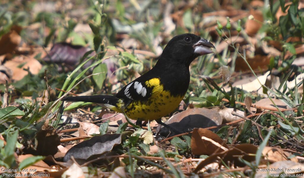 Black-backed Grosbeak