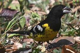 Black-backed Grosbeak