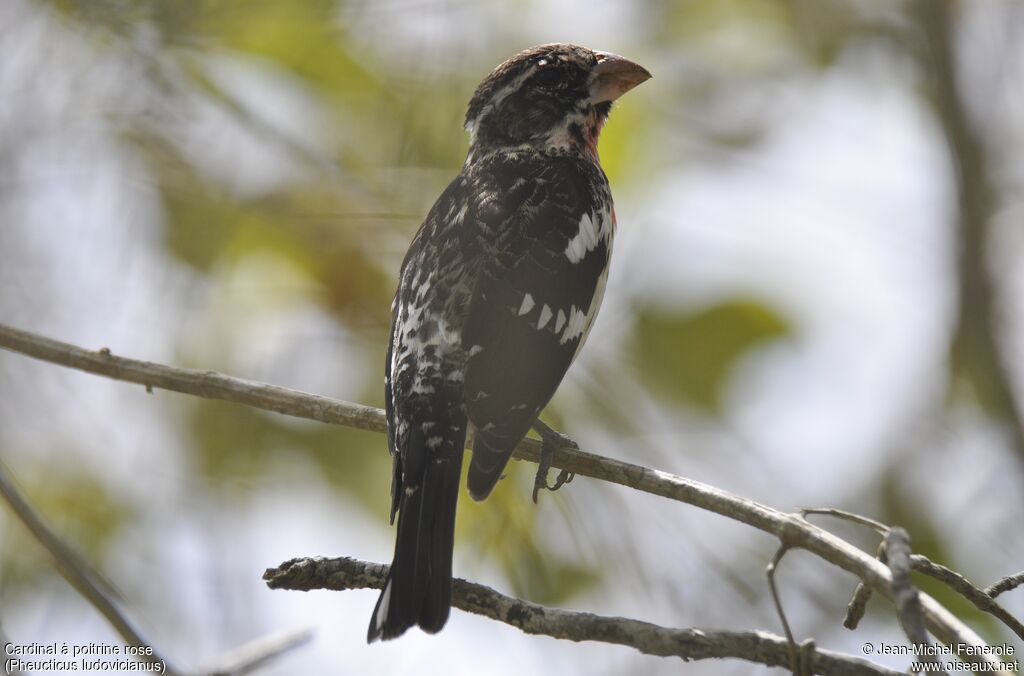 Rose-breasted Grosbeak