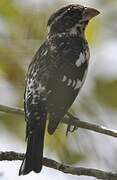 Rose-breasted Grosbeak