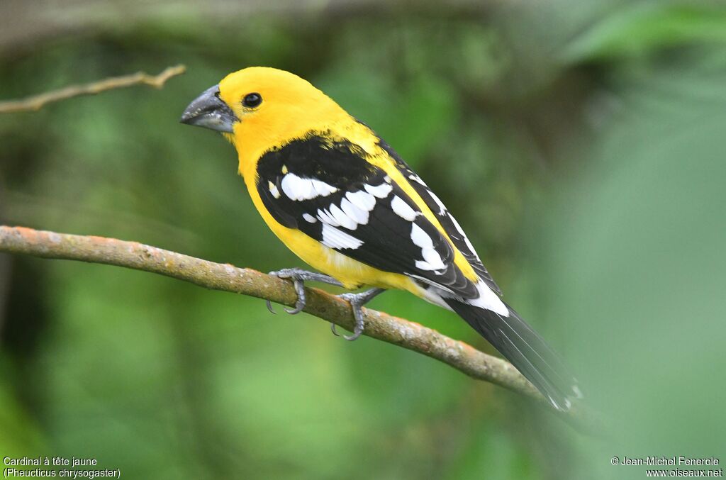 Cardinal à tête jaune