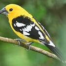 Cardinal à tête jaune