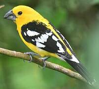 Golden Grosbeak