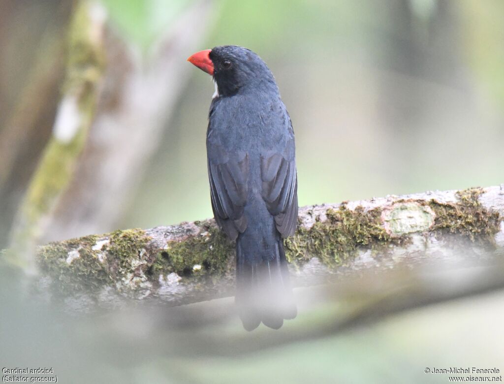 Slate-colored Grosbeak