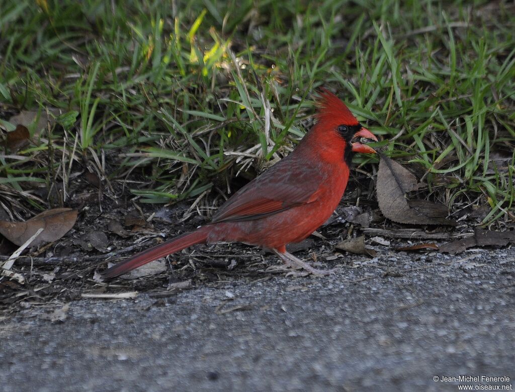 Cardinal rouge