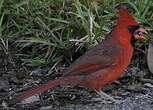 Cardinal rouge