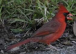 Northern Cardinal